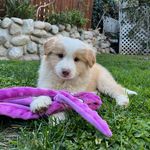 Gigi Robinson Lestak - @yosemitejames_bordercollie - Instagram