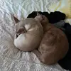 steeleblu_and_gigi - @steeleblu_and_gigi - TikTok