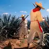 🌵Gil🌵🍿 ʕ•̫͡• - @gilcastro18 - TikTok