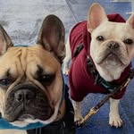 Gil  + Griffin - @sir_gilligans_island - Instagram