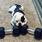 Gilbert Barbosa - @geez_exotic_bullys - Instagram