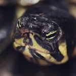 Gilbert The Turtle 🐢 - @gilbert.beasley - Instagram
