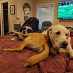 Tillie, Gilbert, & Benson - @tillie.gilbert.benson - Instagram