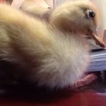 Gilbert Berry - @gilbertberry4 - Instagram