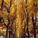 Gilbert Berry 463 - @heidiwright3130197 - Instagram