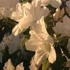 Gilbert Black - @gilbertblack7702 - TikTok