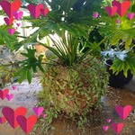 Gilbertblas Plantesdeco - @gilbertblasplantesdeco - Instagram