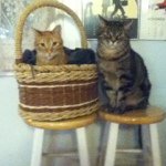 Gilbert🐱 & Cameron🐯! - @gilbert_and_cameron - Instagram