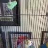 gilbertcollier - @gilbertcollier - TikTok
