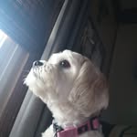 Gilbert Darling - @gilbert.darling.54 - Instagram