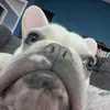 Gilbert Dean - @gilbert.dean2 - TikTok