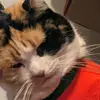 Lilly - @gilbertdowney - TikTok