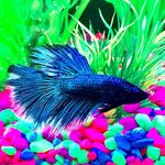 Gilbert Finley Gergye - @fishnamedgilbert - Instagram