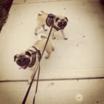 Gilbert, TomTom and Floyd - @itsapugslifegilbertntomtom - Instagram