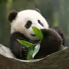GilbertFloydDn - @gilbertfloyddn - TikTok