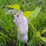 Gilbert Gilbert - @gilbert_le_hamster - Instagram