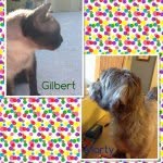 Gilbert And Marty Hanson - @_hanson_pets_ - Instagram
