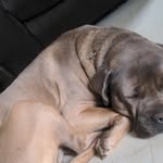 Bang bang cane corso - @gilbertharrisonwendell - Instagram