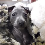 Donna Gilbert-Harris - @lucretia_gwendoline_queen_iggy - Instagram