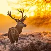 gilbert henderson - @gilbert.henderson32 - TikTok