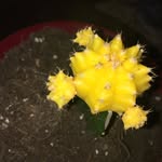 Gilbert Hendrix Richards - @gilbythecactus - Instagram