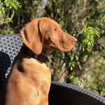 Gilbert Stormzy Horne - @bertie.vizsla - Instagram