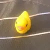 gillbert_thehot.duck - @gillbert_thehot.duck - TikTok