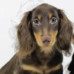Gilbert Ignacio Carl Puppyman, Esq. Cook - @gillybean_theween - Instagram