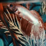 Gilbert Lane - @gilbertlanecarnes - Instagram