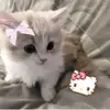 🙀 - @gilbert_ma - TikTok