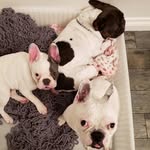 Gilbert, Maxwell and Betsy - @gilbert.maxwell.betsy - Instagram