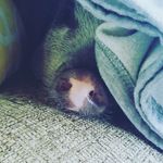 GilbertThePig - @gilbertthemaynardpig - Instagram