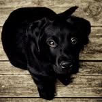 Gilbert Mcgee - @amazing.puppy.life - Instagram