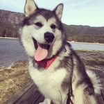 Gilbert + mclean - @gilbert_malamute - Instagram