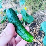 Gilbert Mclean - @gilbertmclean14 - Instagram