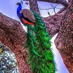 Gilbert miranda - @gilbertmiranda7 - Instagram