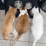 Gilbert & Oliver - @thatvarietypack - Instagram