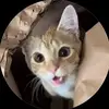 gilberttheoliver - @gilberttheoliver - TikTok
