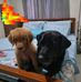Gilbert Ortaliz - Facebook