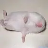 gilbert_pack - @gilbert_pack - TikTok