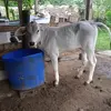 Gilbert Padilla726 - @gilbertpadilla7260 - TikTok