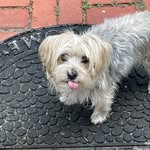 Gilbert - @gilbertmurphypope - Instagram