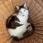 Gilbert Stanley Reed - @gilbert_kool_cat - Instagram