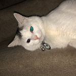 Gilbert Roth - @lil_sav_bert - Instagram