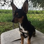 rufflifeof_gilbert - @rufflifeof_gilbert - Instagram