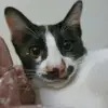 gilbertshouse - @gilbertshouse - TikTok