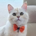 Gilbert (Gilbo) Scottish Straight Cat - @gilbert_thebigboss - Instagram