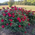 Gilbert Townsend - Facebook