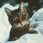 Gilbert - @gilbert.walls - Instagram