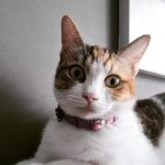 Gilbert Wang - @gwang.2708 - Instagram